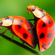 Image for article titled 10 Things You Probably Didn't Know About Sex in the Animal Kingdom
